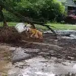 Heartbreaking: Pregnant Dog Left Chained in the Pouring Rain and Storms