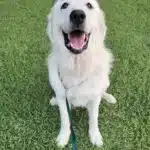 Puppy Left Tied to a Fence with a Heartbreaking Note Overflows with Joy Upon Meeting His Rescuers