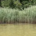 Kayaker Overwhelmed by Emotion When He Spots Mysterious Eyes Peering from the Reeds