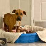 Mama Dog Caring for 14 Puppies Warily Kept Her Distance Until She Found a Heartwarming Connection