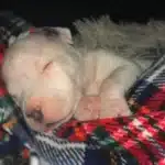 Miracle at the Shelter: The Heartwarming Moment a Blind Puppy Found Its Guardian Angel