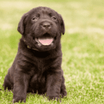 100 Fantastic Names for Your Beloved Black Dog