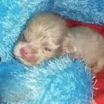 Tiny Albino Puppy’s Fighting Spirit Defies the Odds as Rescuers Refuse to Give Up