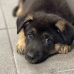 What Is the Ideal Weight for a German Shepherd?