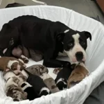 Heartwarming Rescue: Brave Heroes Save Protective Mama Dog and Her Puppies