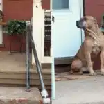 Faithful Pennsylvania Dog Refuses to Leave His Old Home After Being Abandoned by Owners