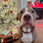 Pitbull Explains Why He’s on the ‘Nice List’ in an Enchanting Christmas Video