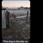 This Helpless Bald Pup Was Left Chained to a Fence in Terrible Weather Until a Kind Soul Rescued Him