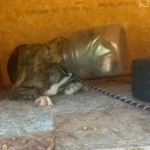 Heroes Gently Free a Dog After 9 Heartbreaking Days with Its Head Trapped in a Jug