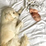 Watch This Golden Retriever Tenderly Care for a Baby and Melt Your Heart