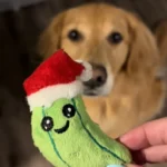 Beloved Golden Retriever Gets a Heartwarming Surprise with His Favorite Childhood Toy