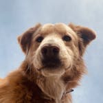 150+ Unique Hawaiian Dog Names to Consider