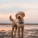 150+ Labradoodle Names: The Ultimate List of Doodliest Choices