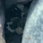 Rescuers Stunned to Find a Dog Trapped Under a Boulder