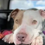 After Three Long Years, This Rescue Dog Finally Found a Loving Home