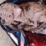 Oregon Dog Wrapped in a Blanket on Busy Road Finds New Hope