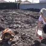 Kind-hearted Rescuers Rush to Save Lonely Dog Left Alone at a Construction Site