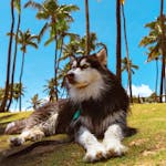 120+ Unique Husky Names: As Special As the Breed Itself