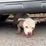 Rescuers Find a Starving Dog Desperately Seeking Shelter Under a Car