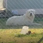 Heroic Quest to Save a Lost Great Pyrenees Ends in Joyful Reunion