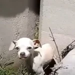 A Frightened Little Puppy Found by a Family, Shivering and Alone Under a Bridge