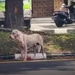 Check Out This Adorable Dog’s Incredible Transformation After Rescuers Saved Him from a Gas Station