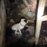 A Loving Dog Found Alone in an Abandoned House, Saved by Caring Rescuers