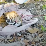 Lonely Puppy Left Alone in a Ditch, Clinging to Just a Blanket