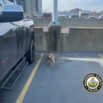 Abandoned at the Virginia Airport: Dog Heartbreakingly Left Tied in Parking Lot