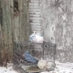 Rescuers Stunned to Find a Mysterious Animal Shivering in a Tiny Crate