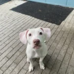 Abandoned Deaf Labrador Finds Forever Home Filled with Love