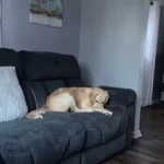 Can You Imagine What This Mischievous Golden Retriever is Keeping Secret from His Owner?