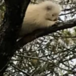 The Family Spotted a Mysterious Movement in the Tree and Couldn’t Believe What They Found