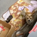 A Lonely Mama Dog Who Cried Out to Passersby Vanishes After Her Heartwarming Rescue