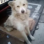 Dog Left Alone in the Cold Clings to the Last Place She Saw Her Owner