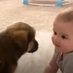 This Little One and Her Furry Guardian Share an Incredibly Heartwarming Connection