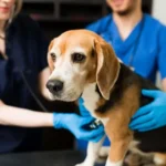 Warnings from Experts on the Alarming Spread of a Mysterious Dog Illness Across America