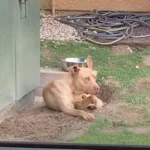 Hungry Stray Pit Bull Almost Rescued, Then the Unexpected Happened