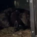 Unbelievable Condition of the House Where a Mother Dog Was Protecting Her Puppies