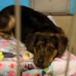 Puppy Looks Heartbroken After His Adoptive Family Brings Him Back to the Shelter