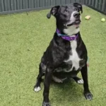 Man Tearfully Gives Up His Cherished Dog to a Shelter Because of His Own Health Problems