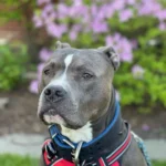 This Sweet Pittie Can’t Help But Sing His Heart Out to His Favorite Song