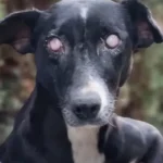 Rescuers Heartbroken When They Find a Blind Dog in Desperate Need of Help