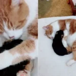 Loving Cat Thinks Puppies Are His Own and Tries His Hardest to Be a Great Parent