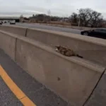 Guy Notices Weird Thing by the Road, Figures Out It’s Moving!