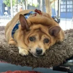 See How This Adorable 30-Pound Chihuahua Lovingly Sheds Weight and Transforms Her Life