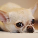 11 Reasons Why Some Chihuahuas Sound Like They’re Choking