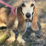 Heroic Dog Breaks Free and Helps Rescuers Save 40 Animals in North Carolina