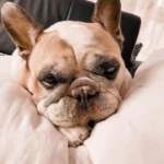 Heartwarming Moment: Sweet Little French Bulldog Chooses Words Over Barks