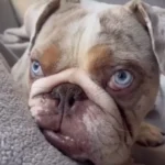 Tiny Bulldog’s Heartwarming Wish: A Better Life After Tough Times, Asks Santa for a Miracle